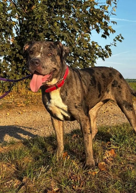 Stella, XL Bulli – Tierheim Nordhausen