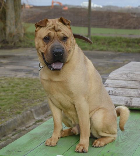 Captain, Shar Pei – Tierheim Nordhausen