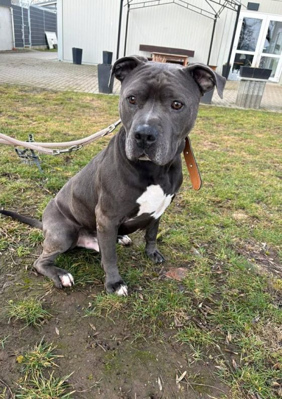 Egon, Staffordshire – Tierheim Nordhausen