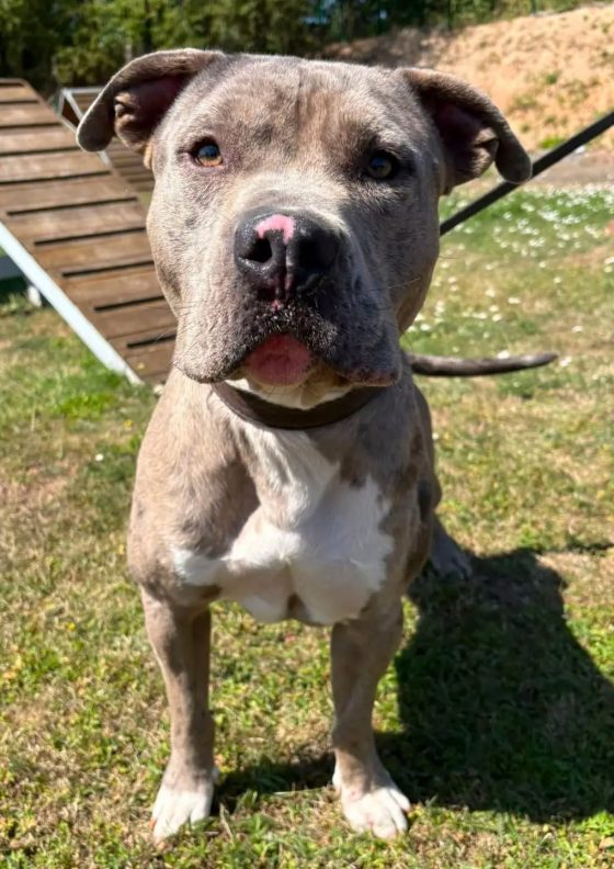 Paco, American Bulli – Tierheim Nordhausen