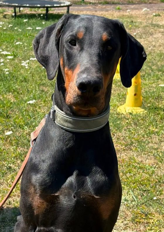 Blue, Dobermann – Tierheim Nordhausen